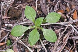 Image: J.R. Rolfe © Jeremy Rolfe 2015 All rights reserved